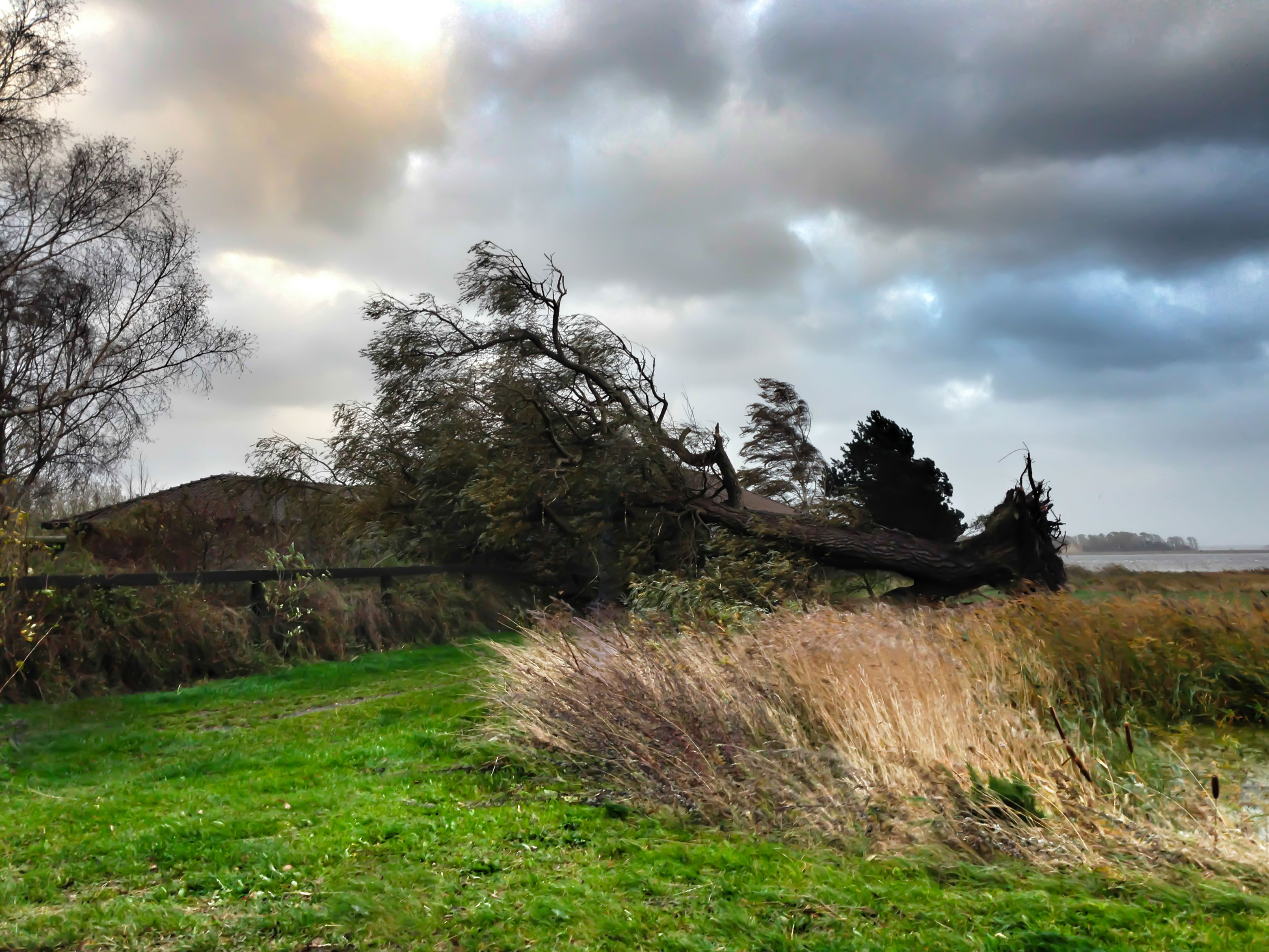 Væltet træ på grund af storm