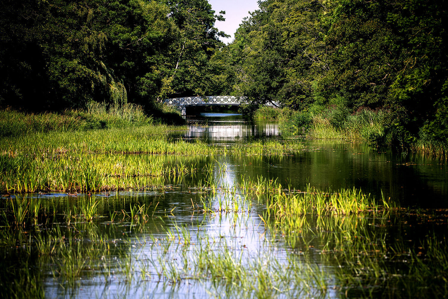 Billedet viser vand med siv og træer der hænger udover, derudover ses der en bro på billedet