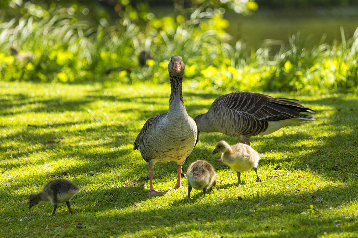 Gæs med deres gæslinger