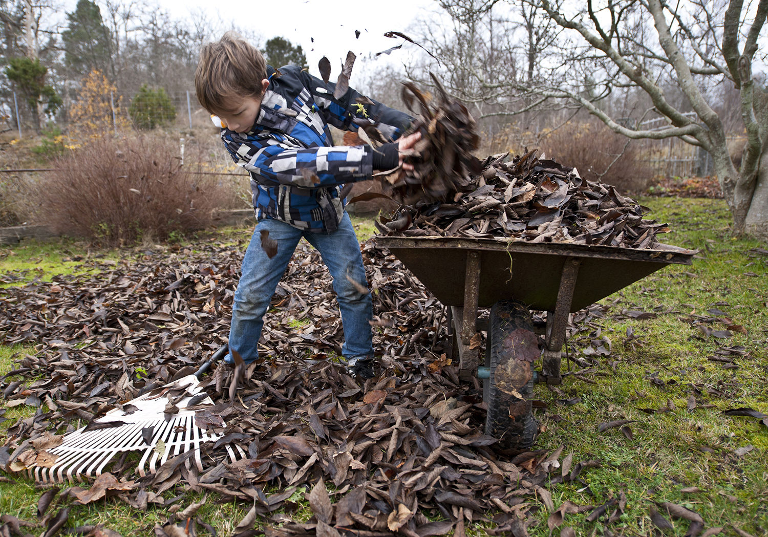 Dreng med en trillebøre og visne blade