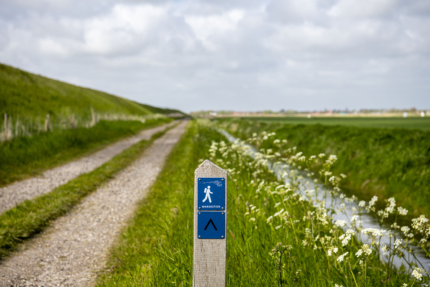 Billedet er taget i marsken ved diget en sommerdag og viser en sti, en kanal, hvide blomster og en by i baggrunden