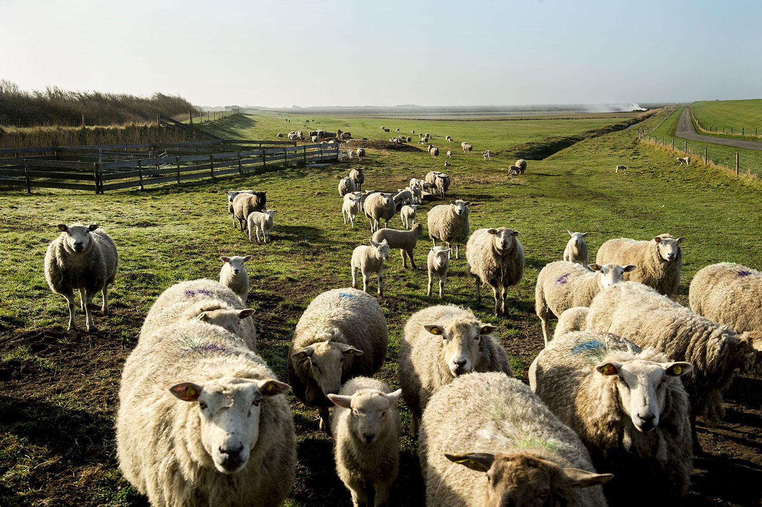 Får og lam på diget