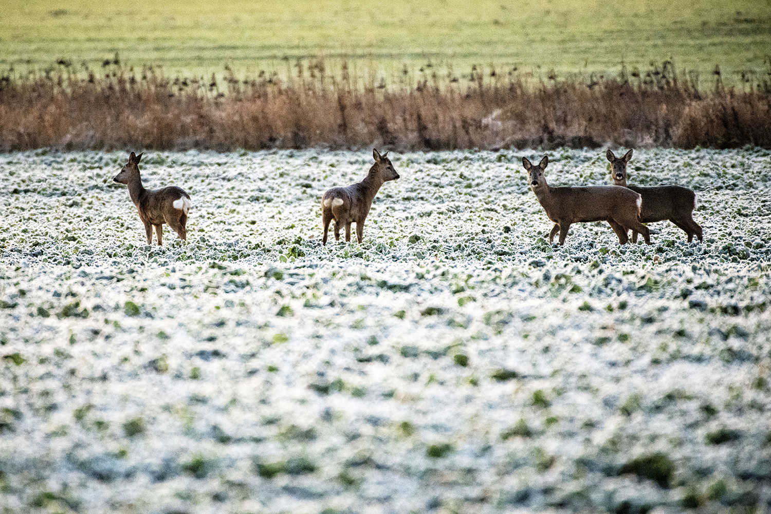 Billeder af rådyr i Tøndermarsken