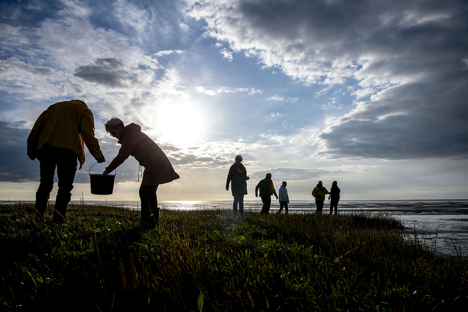 Mennesker der går ude i vadehavet og leder efter østers