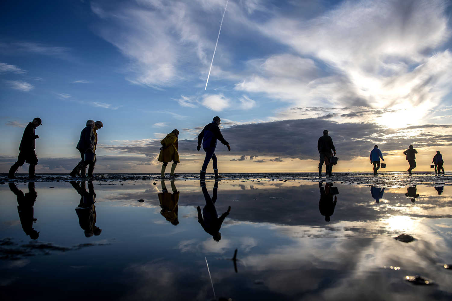 Personer der går ude i Vadehavet og leder efter østers