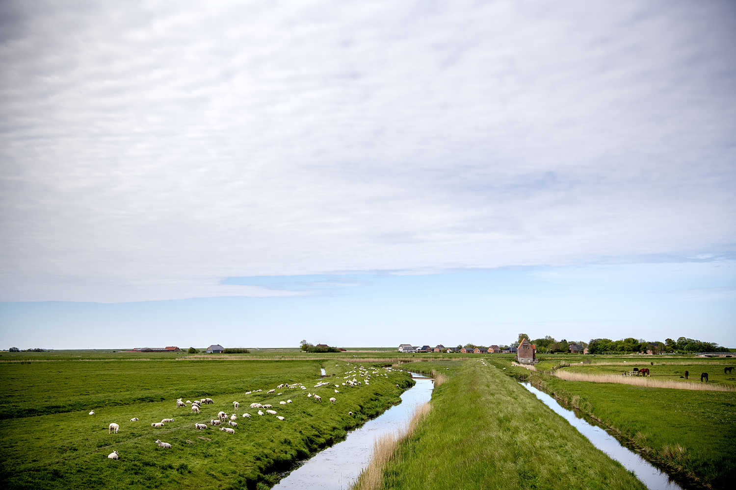 Billede fra Tøndermarsken, hvor man ser kanaler med vand, får og heste og i baggrunde ses nogle røde bygninger