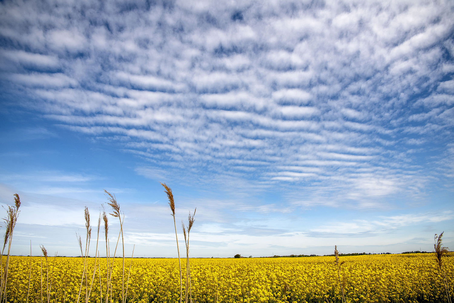 Flot gul blomstrende rapsmark en sommerdag med flot blå himmel