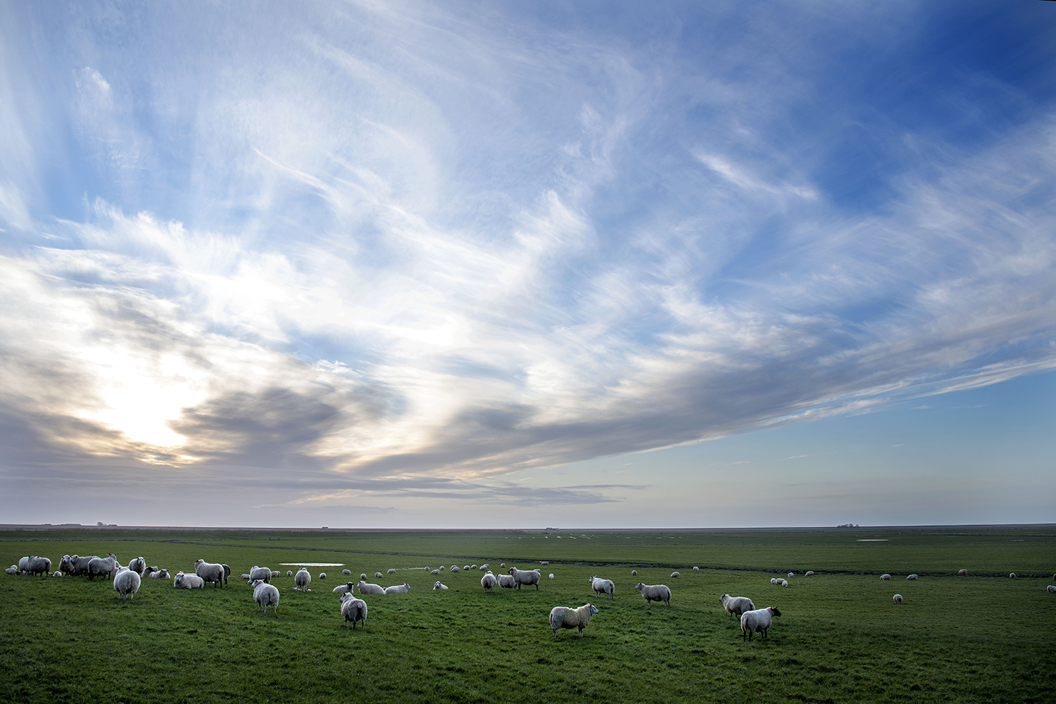 Mark med får der græsser