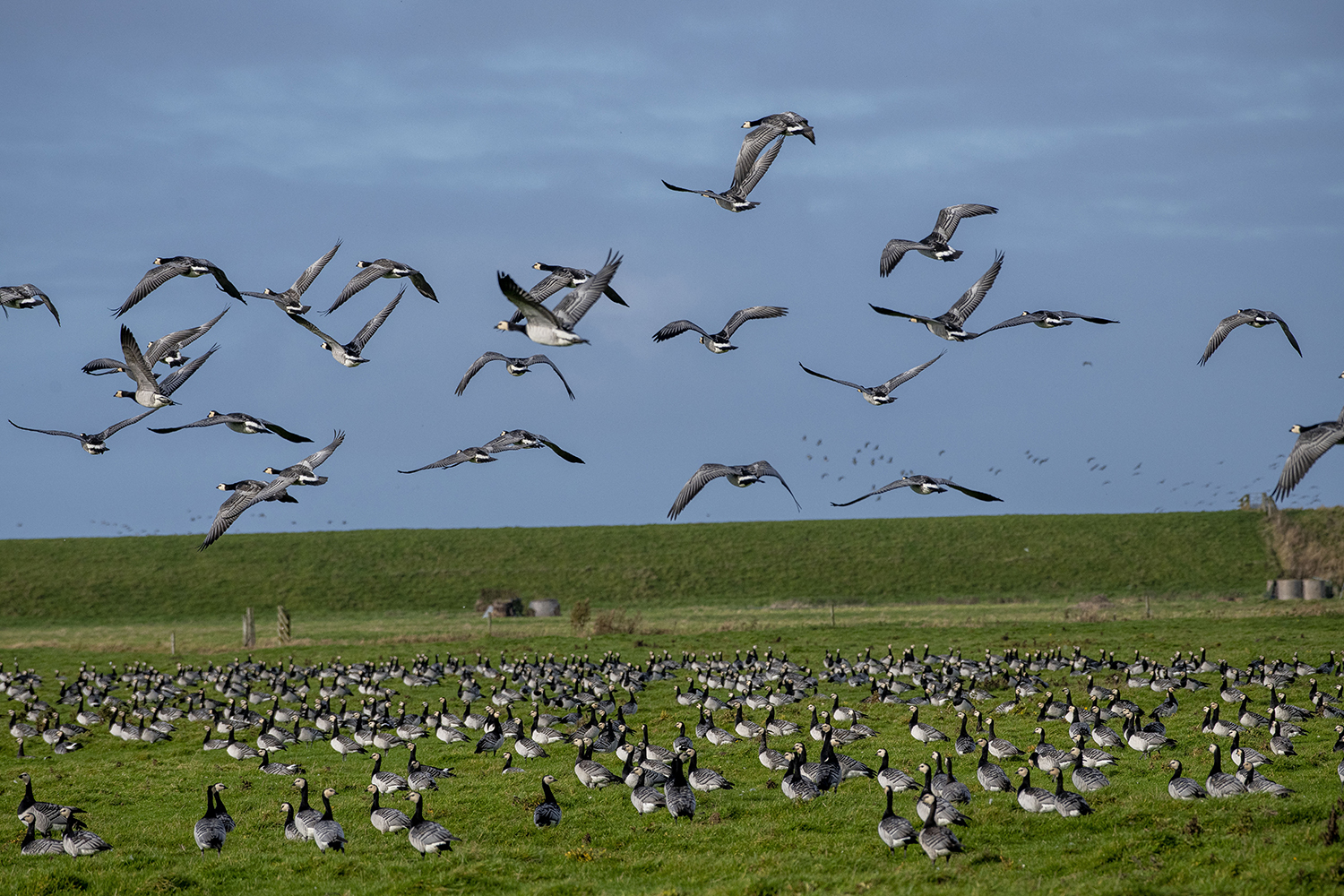 Fulgle ved Vadehavet