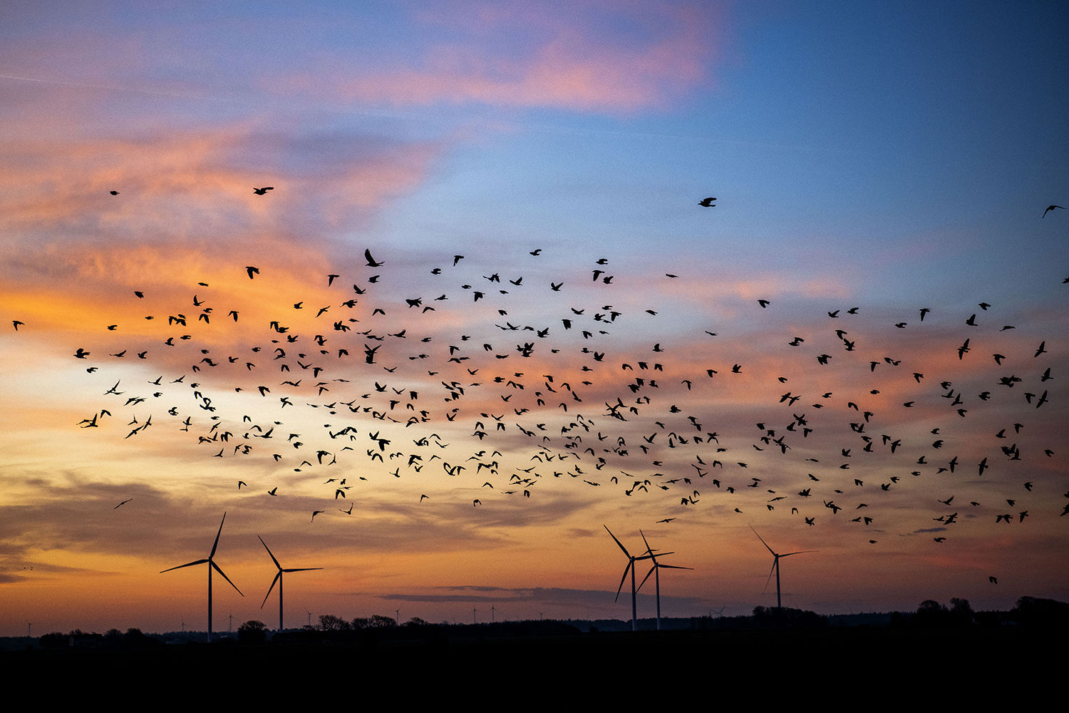 Flot solnedgang i forskellige nuancer af blå, rød og gul og derudover ses også sort sol og vindmøller i billedet